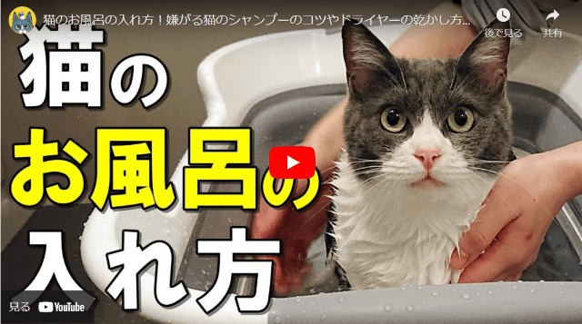 猫のお風呂の入れ方！嫌がる猫のシャンプーのコツやドライヤーの乾かし方を解説【保護猫】（YouTube）のサムネイル画像。猫がお風呂に暴れずに大人しく入っている画像。